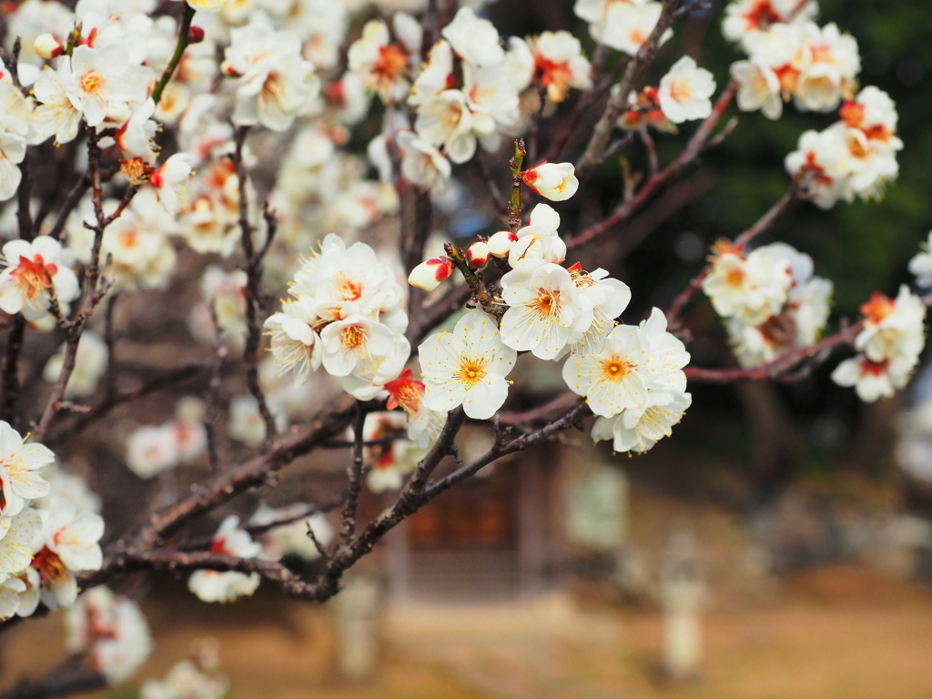 神社の白梅