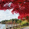 湖畔の遊歩道
