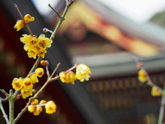 神社の蝋梅