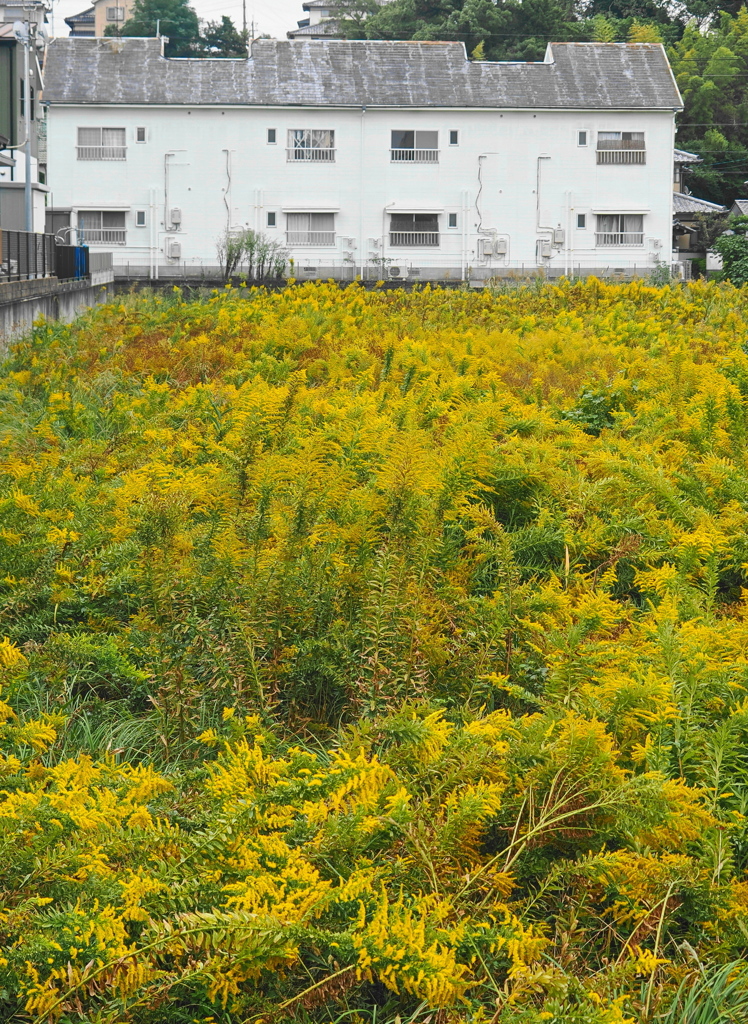 黄色の空地