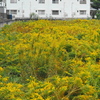 黄色の空地