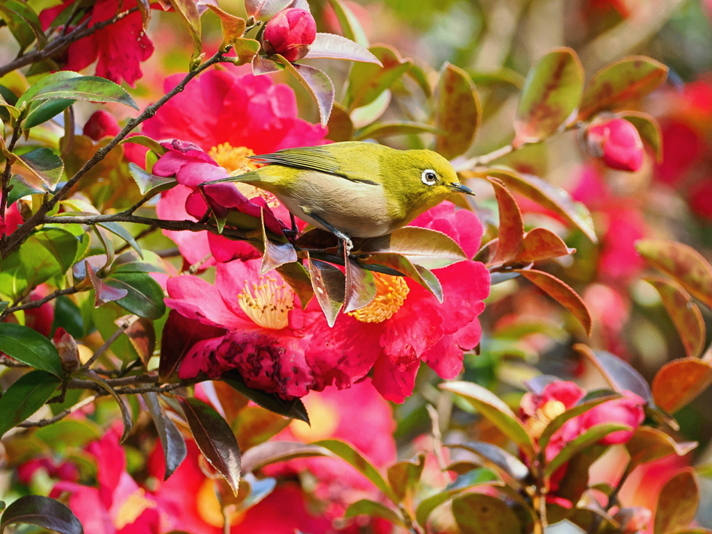 山茶花の中のメジロ君