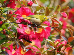 山茶花の中のメジロ君
