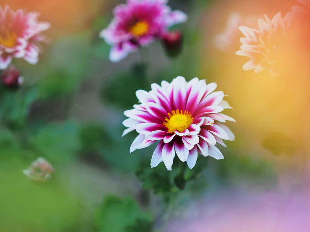 晩秋の花