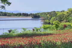 苺蝋燭畑とつり橋