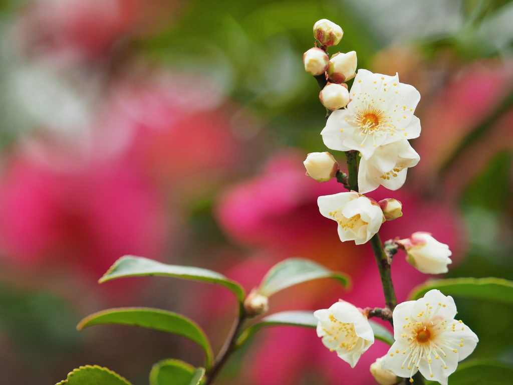 如月の花～１