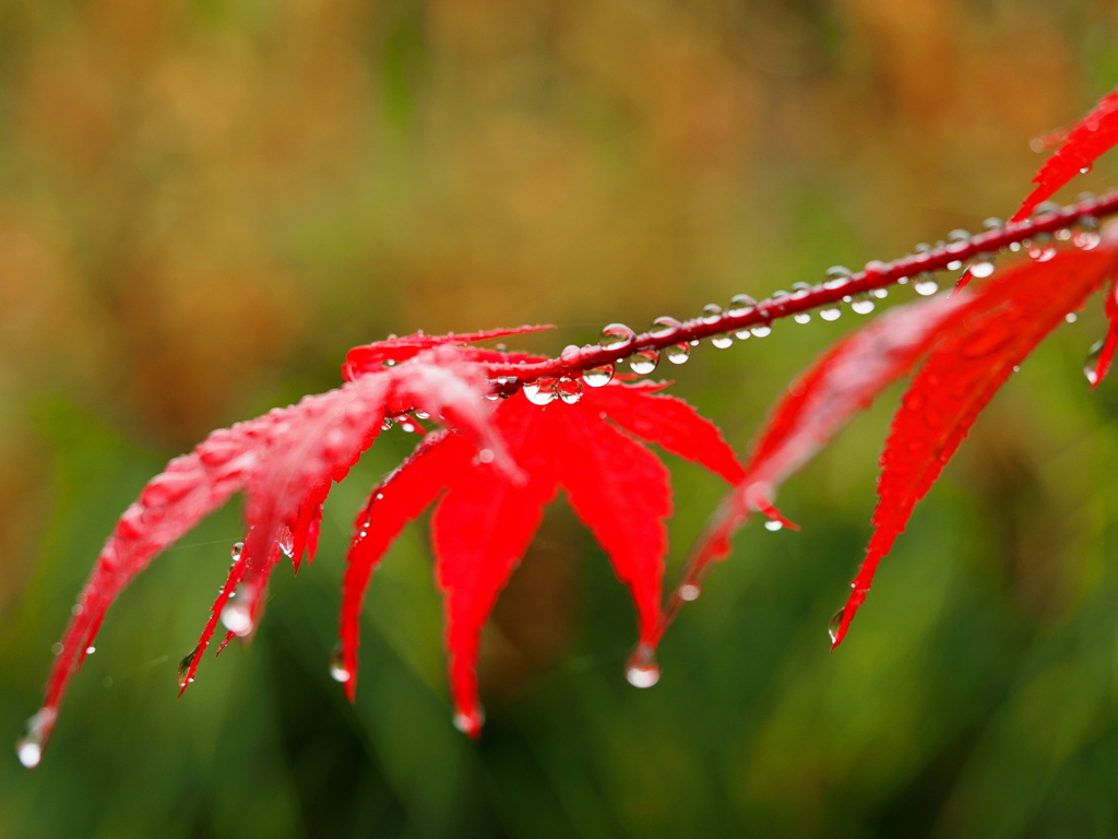 雨の春紅葉