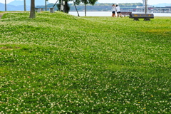 シロツメクサの公園