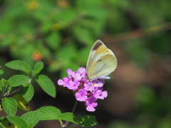 モンシロチョウと紫の花～１