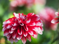 紅白のダリア