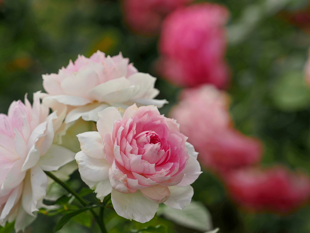 ピンクの秋薔薇