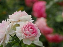 ピンクの秋薔薇