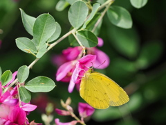 モンキチョウと萩の花