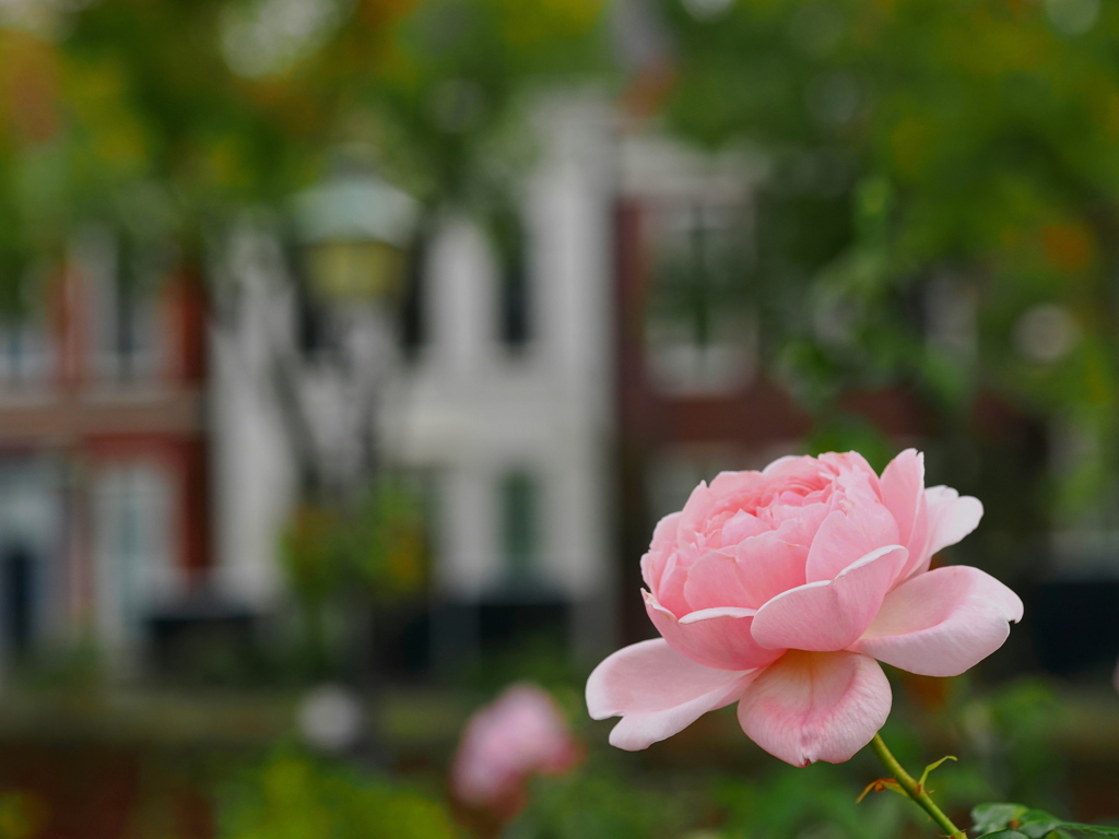 通りの薔薇～１
