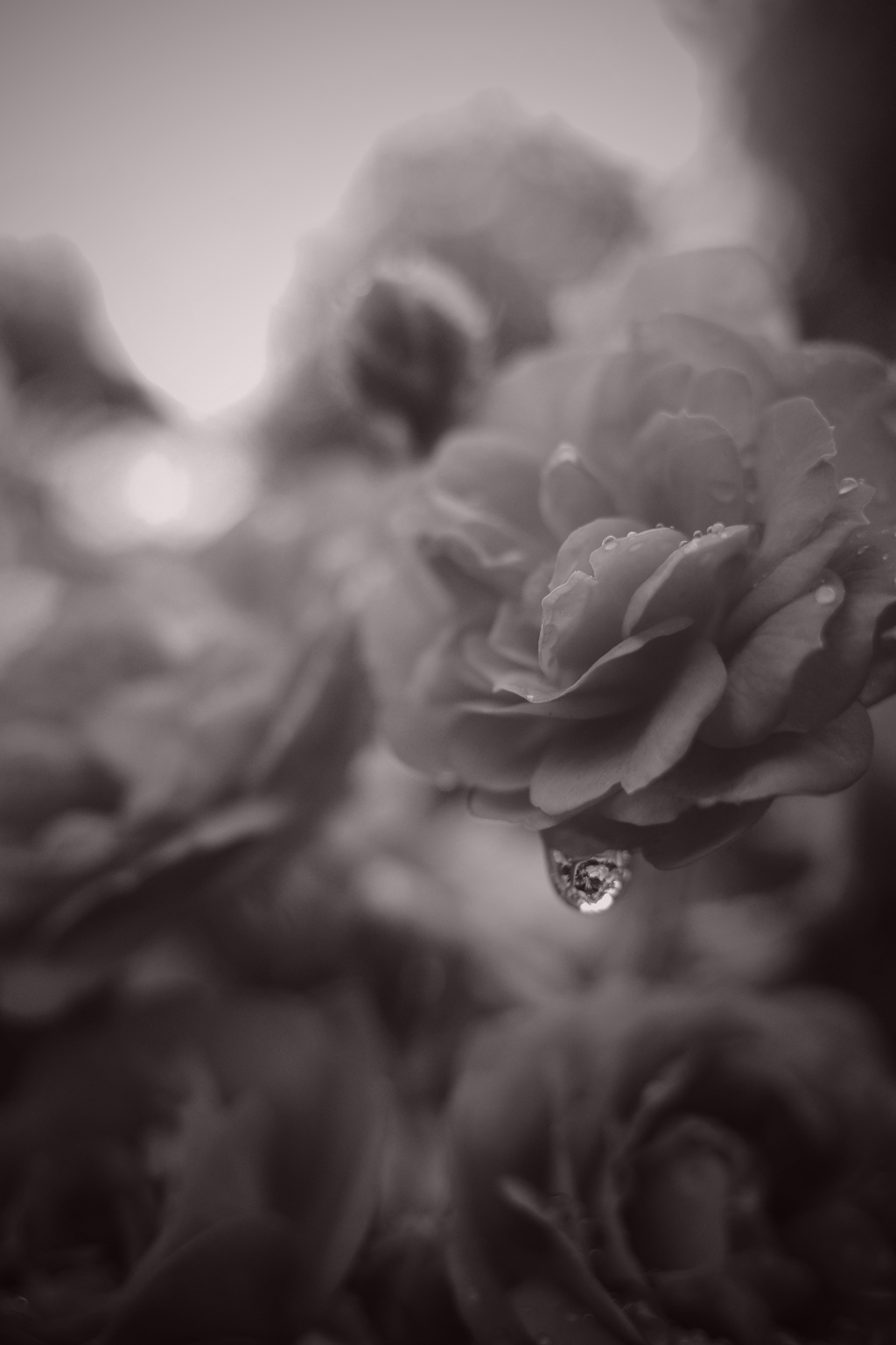雨とバラ