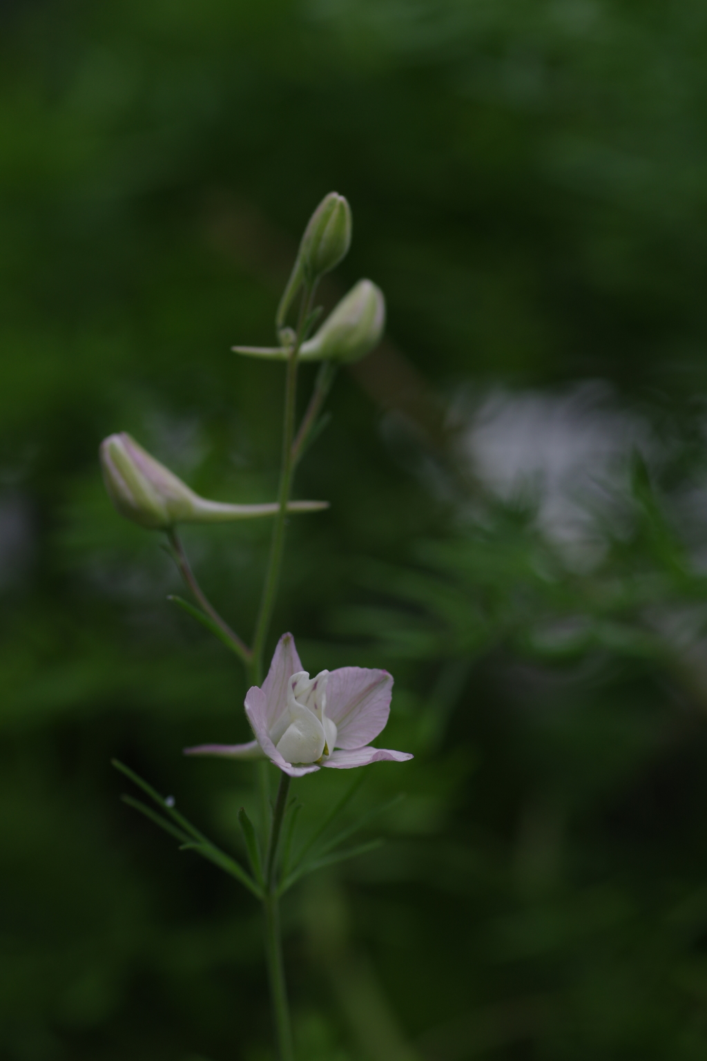千鳥草