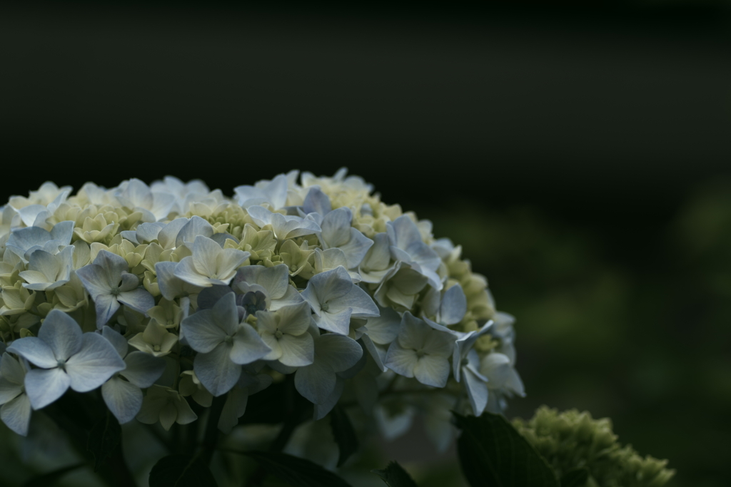 紫陽花