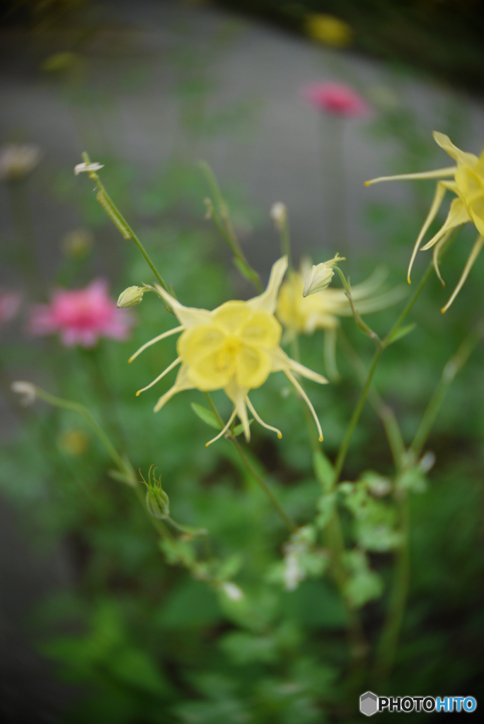 道端の花