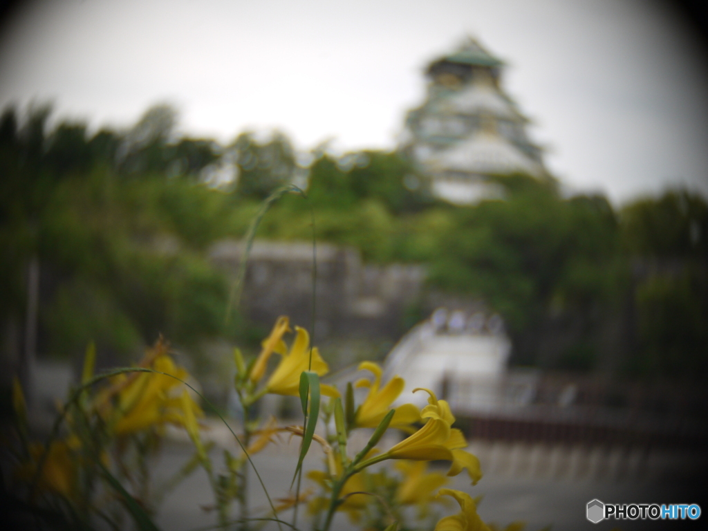 黄色い花と大阪城