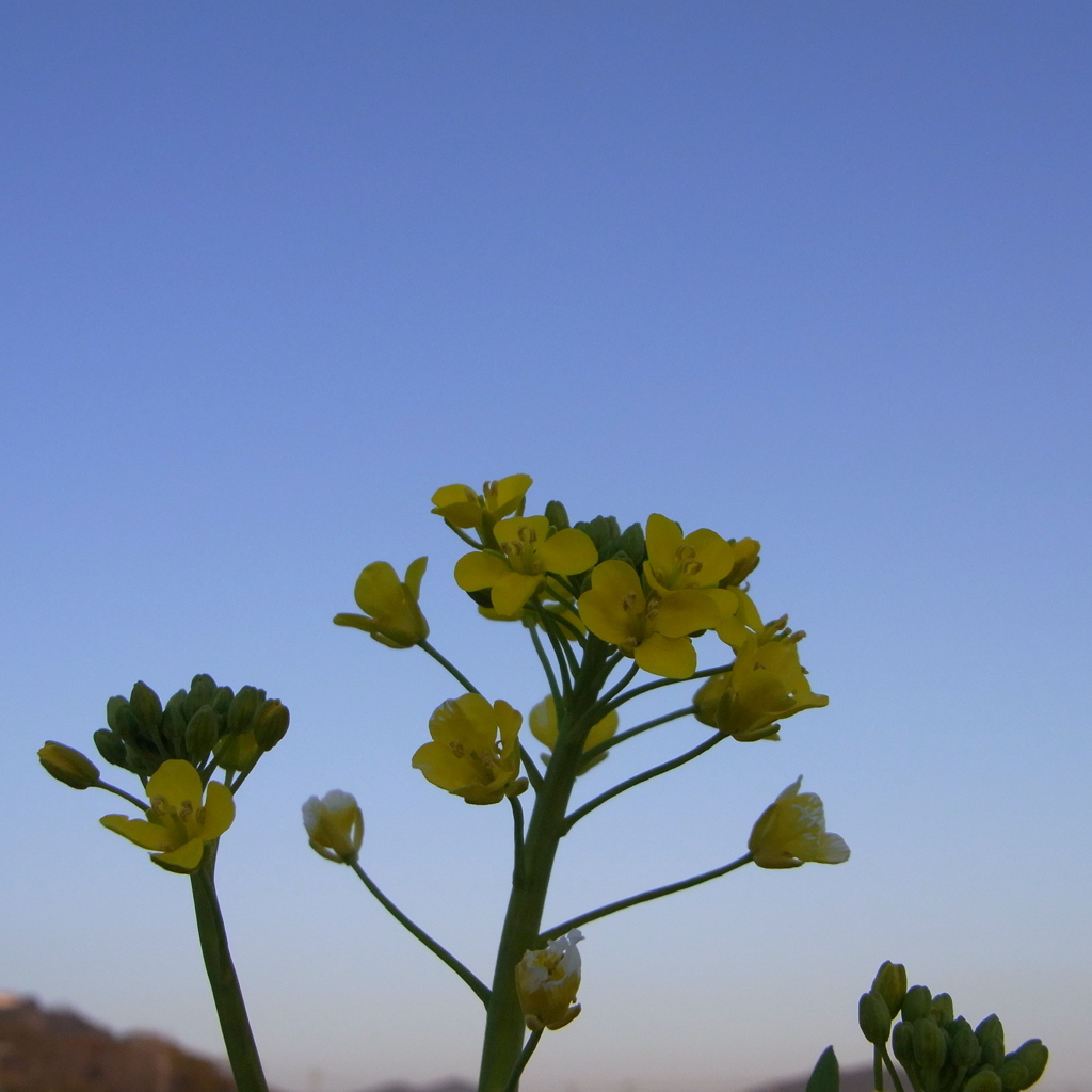 菜の花