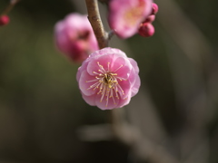 梅　B0001785