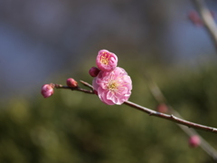 梅　B0001788
