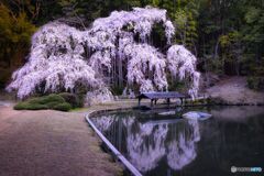 しだれ桜