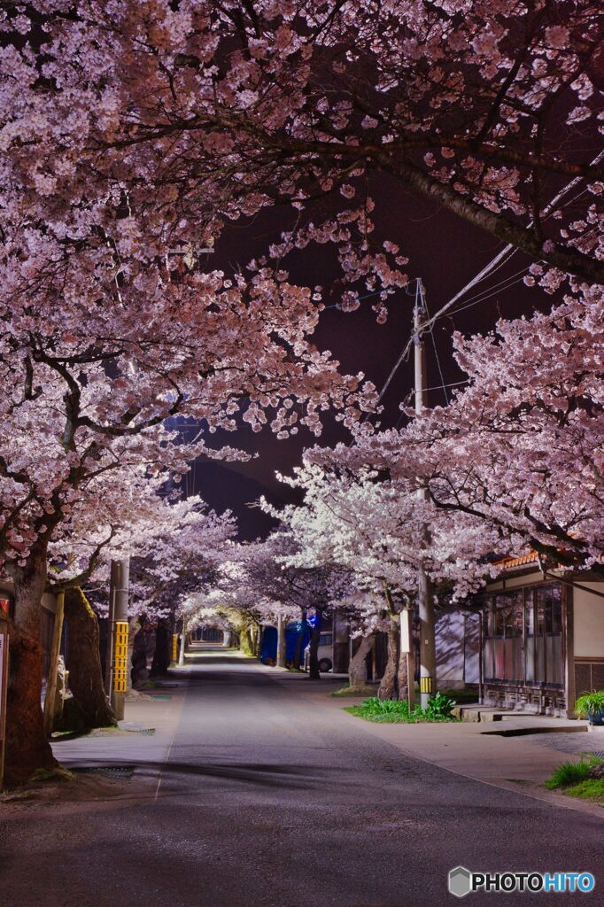 新庄・がいせん桜