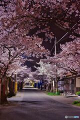 新庄・がいせん桜