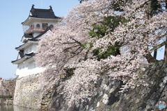 富山城と桜