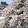 富山城と桜