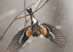 アトリさんの飛び出し