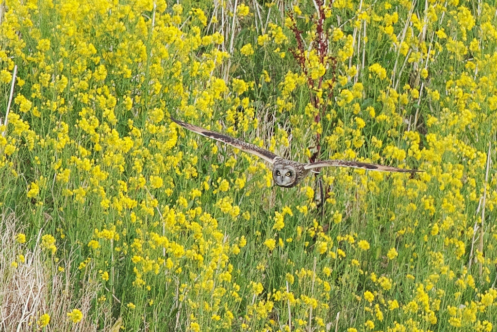 菜の花の滑空飛行