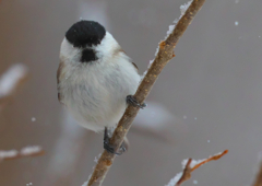 ちょび髭オッサン顔