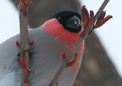 オレンジ色マフラー