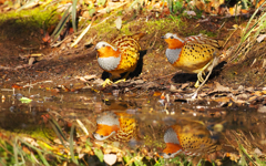 つがいで水飲み