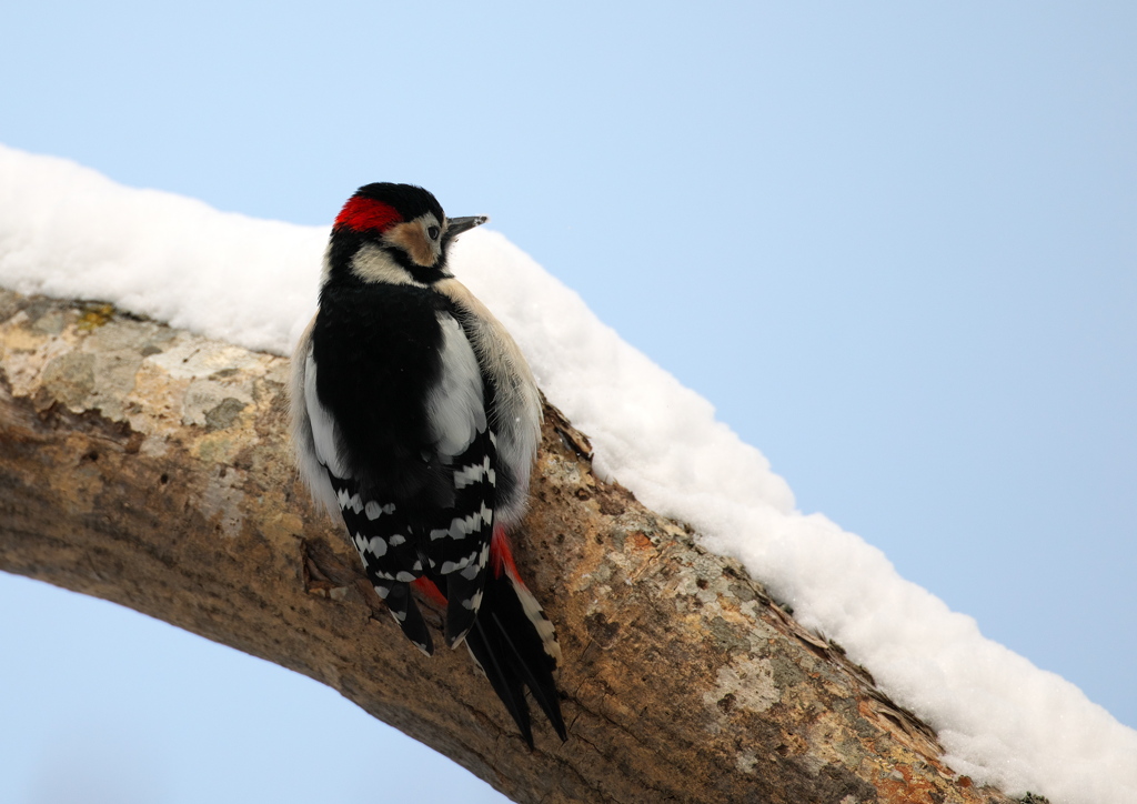 雪多きも日差しあり