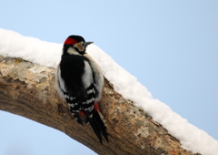 雪多きも日差しあり