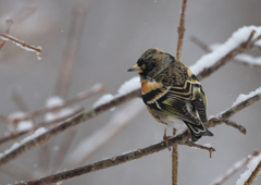 大雪の森にて　アトリ♂