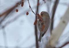 ぶらさがりメシ