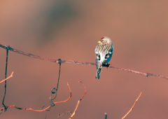 カクテルハット