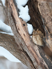 カメレオンフクロウ