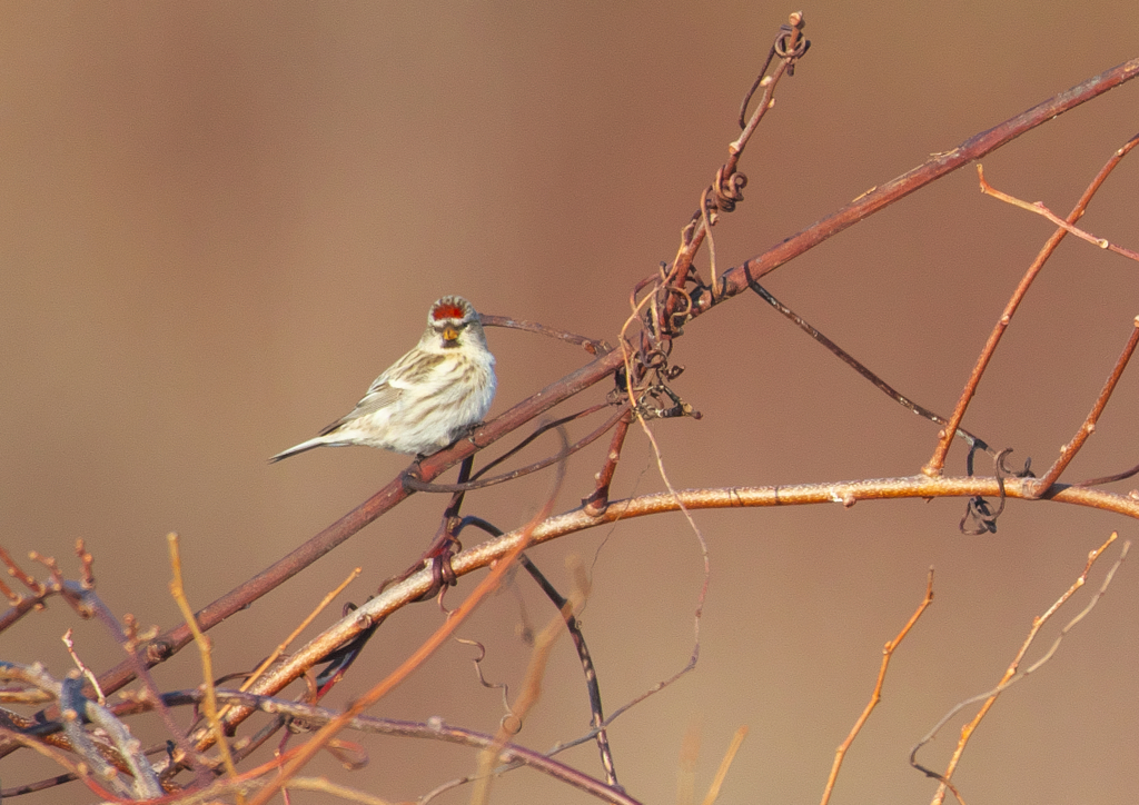 ルージュの帽子