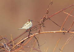 ルージュの帽子