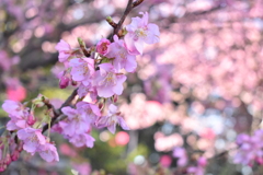満開