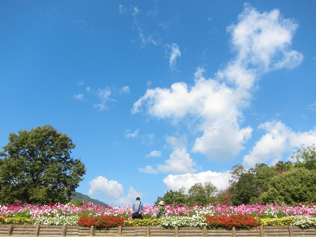 コスモス畑と青い空