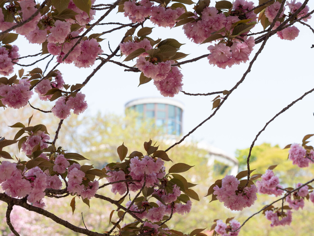 八重桜