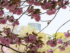 八重桜