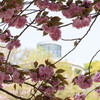 八重桜