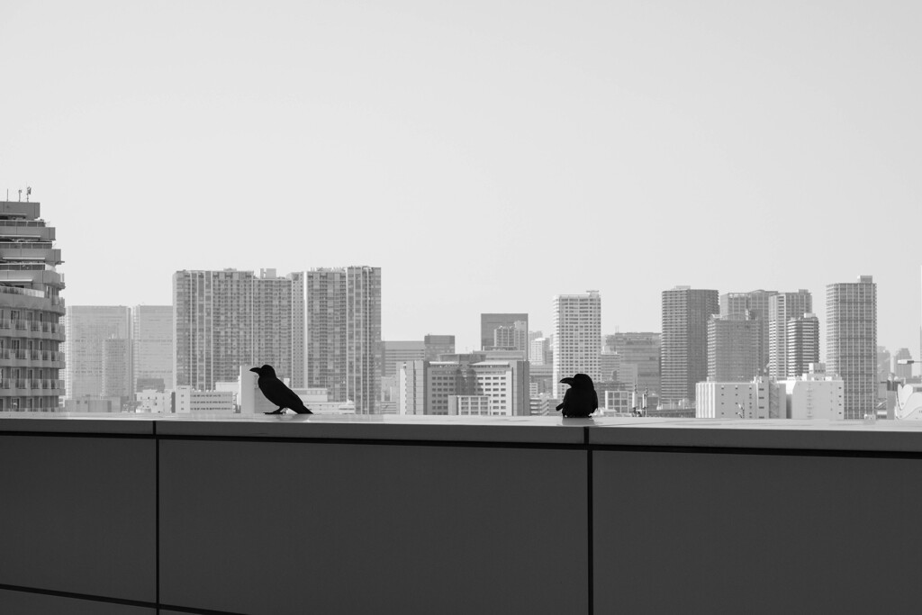 都会の住人
